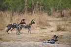 African hunting dogs