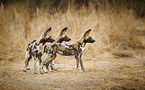 African hunting dogs