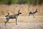 African hunting dogs
