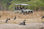 African hunting dogs