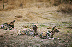 African hunting dogs