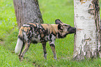 African hunting dog