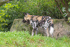 African hunting dog