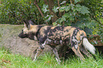 African hunting dog