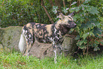 African hunting dog