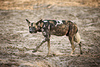 African painted dog