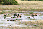 African hunting dog