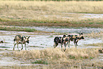 African hunting dog