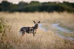 African hunting dog