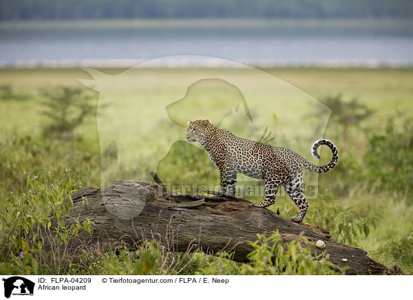 African leopard / FLPA-04209