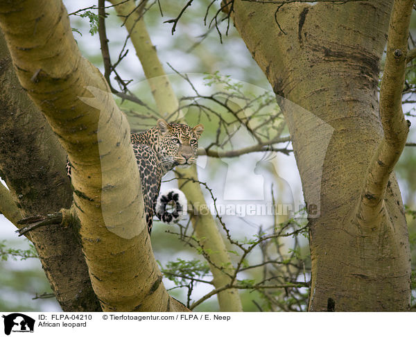African leopard / FLPA-04210