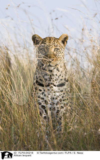 African leopard / FLPA-04218