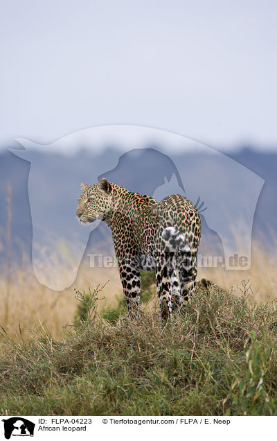 Afrikanischer Leopard / African leopard / FLPA-04223