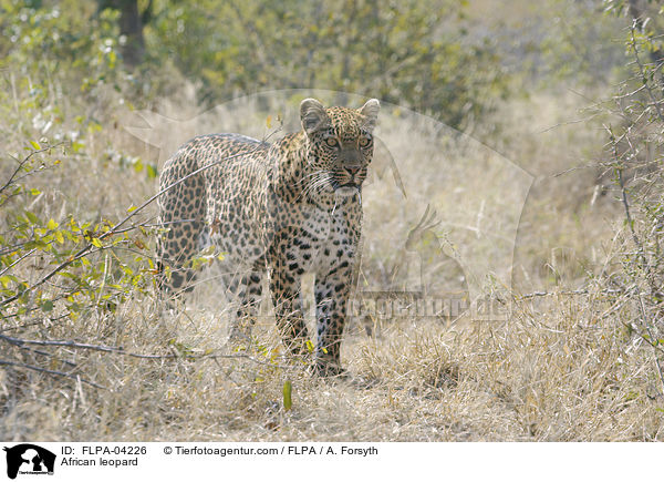 African leopard / FLPA-04226