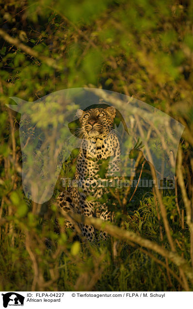 Afrikanischer Leopard / African leopard / FLPA-04227