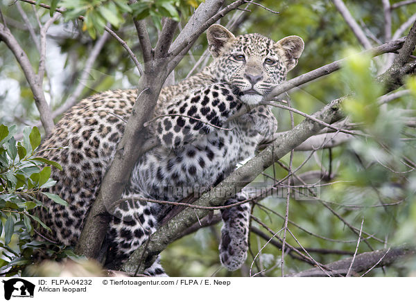 Afrikanischer Leopard / African leopard / FLPA-04232