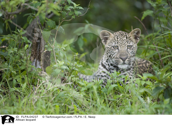 Afrikanischer Leopard / African leopard / FLPA-04237