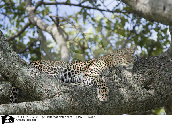 Afrikanischer Leopard / African leopard / FLPA-04238