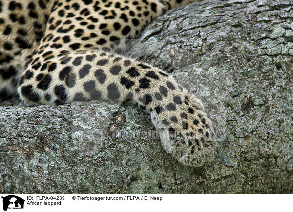 Afrikanischer Leopard / African leopard / FLPA-04239
