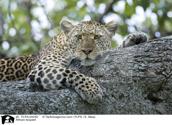 Afrikanischer Leopard / African leopard / FLPA-04240