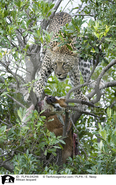 Afrikanischer Leopard / African leopard / FLPA-04246