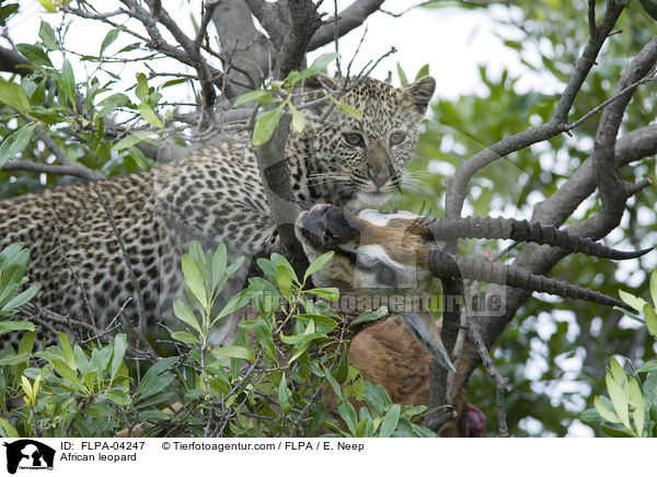 Afrikanischer Leopard / African leopard / FLPA-04247