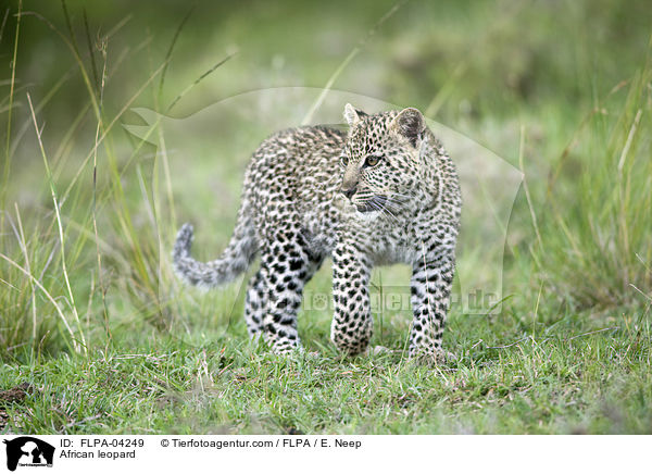 Afrikanischer Leopard / African leopard / FLPA-04249