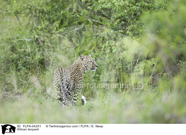 Afrikanischer Leopard / African leopard / FLPA-04251