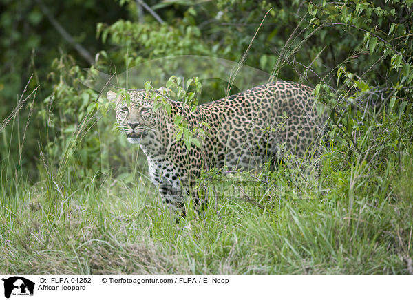 Afrikanischer Leopard / African leopard / FLPA-04252