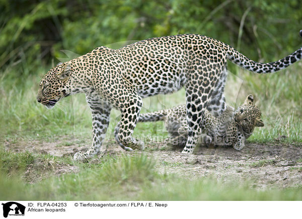Afrikanische Leoparden / African leopards / FLPA-04253