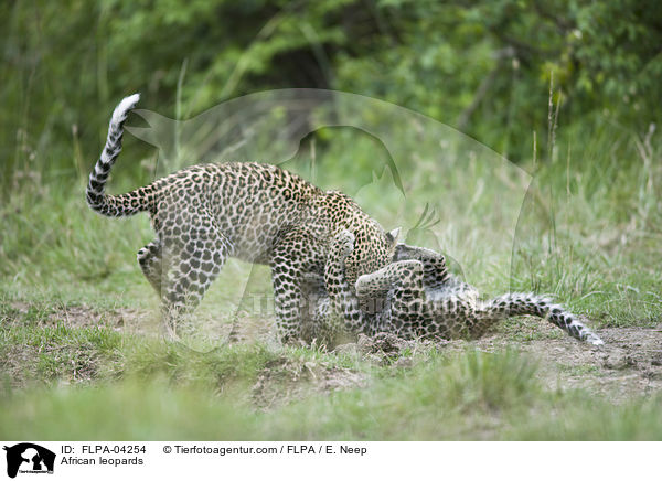 Afrikanische Leoparden / African leopards / FLPA-04254