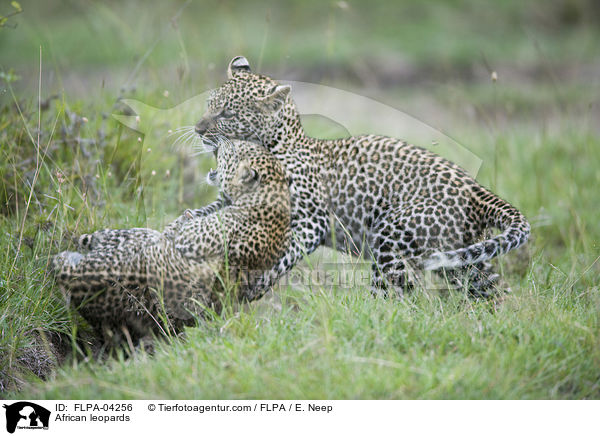 Afrikanische Leoparden / African leopards / FLPA-04256