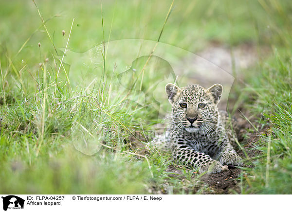 Afrikanischer Leopard / African leopard / FLPA-04257