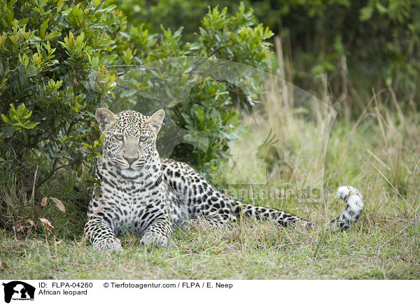 Afrikanischer Leopard / African leopard / FLPA-04260