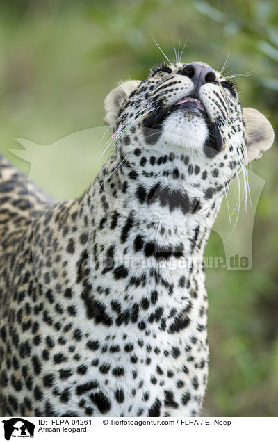 Afrikanischer Leopard / African leopard / FLPA-04261