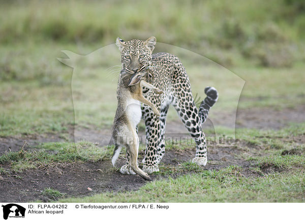 Afrikanischer Leopard / African leopard / FLPA-04262