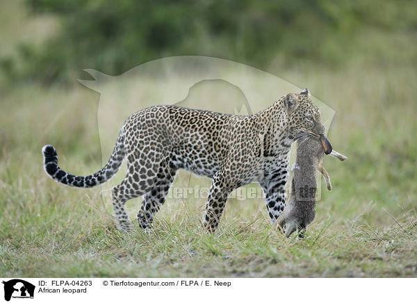 Afrikanischer Leopard / African leopard / FLPA-04263