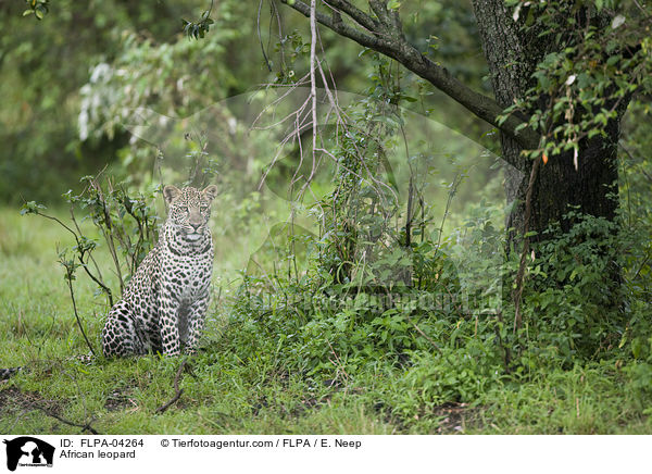 Afrikanischer Leopard / African leopard / FLPA-04264