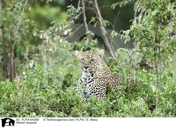 Afrikanischer Leopard / African leopard / FLPA-04266