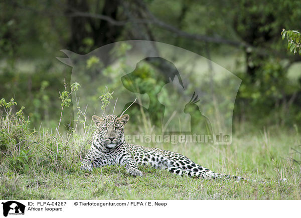 Afrikanischer Leopard / African leopard / FLPA-04267