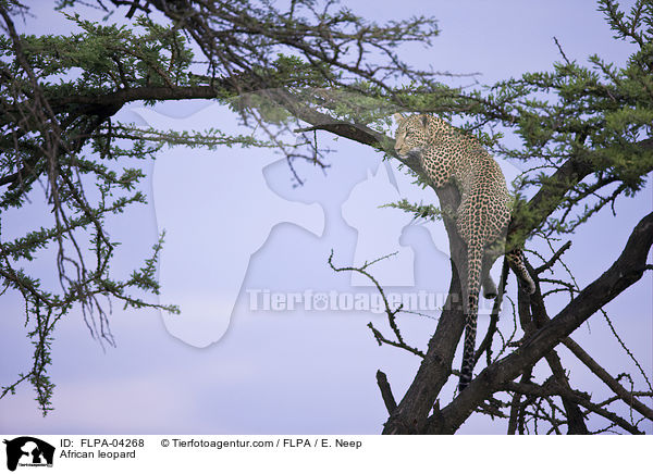 Afrikanischer Leopard / African leopard / FLPA-04268