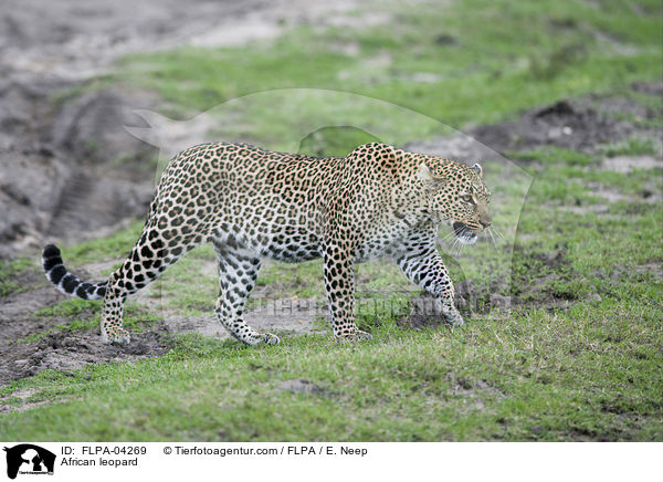 Afrikanischer Leopard / African leopard / FLPA-04269