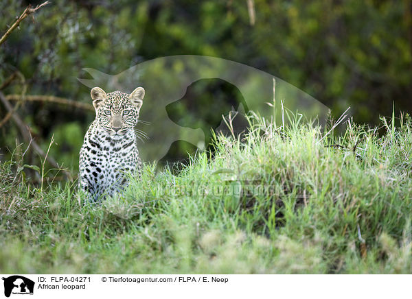 Afrikanischer Leopard / African leopard / FLPA-04271