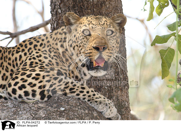 African leopard / FLPA-04272