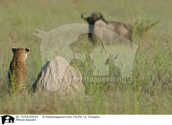 Afrikanischer Leopard / African leopard / FLPA-04274