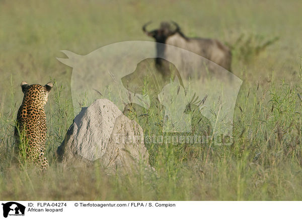 African leopard / FLPA-04274