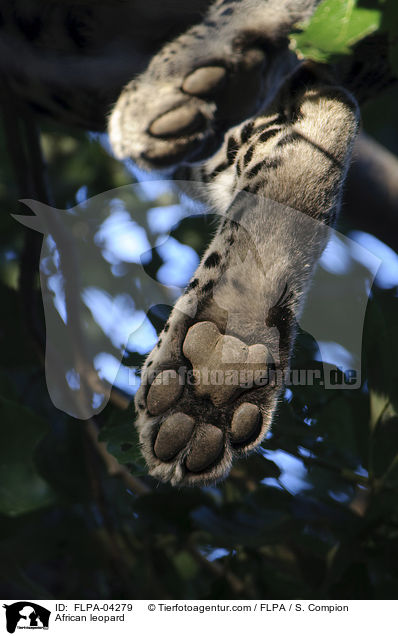 Afrikanischer Leopard / African leopard / FLPA-04279