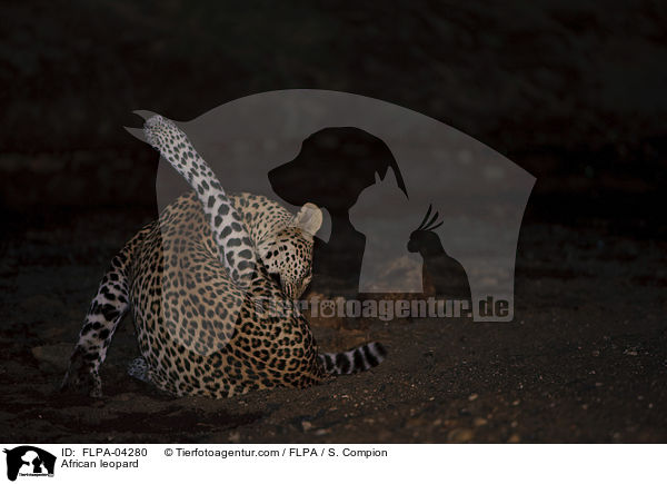 Afrikanischer Leopard / African leopard / FLPA-04280