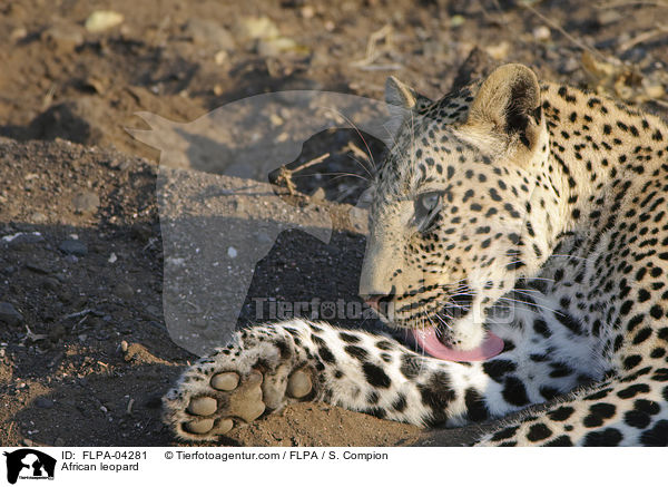 Afrikanischer Leopard / African leopard / FLPA-04281