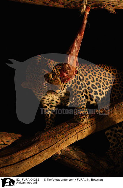 Afrikanischer Leopard / African leopard / FLPA-04282